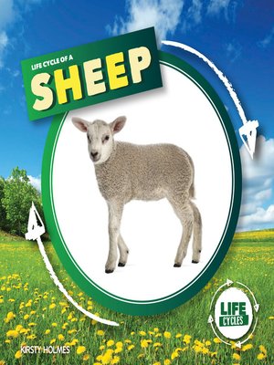 cover image of Life Cycle of a Sheep